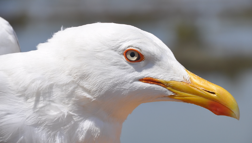 Yellow-legged gull /Larus michahellis/. Photo: Isabel Afán (EBD-CSIC)
