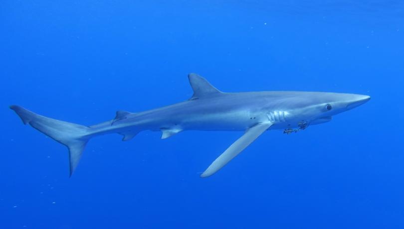 The Mediterranean is considered the most dangerous sea for sharks and rays / Claudio Barría (ICM-CSIC)