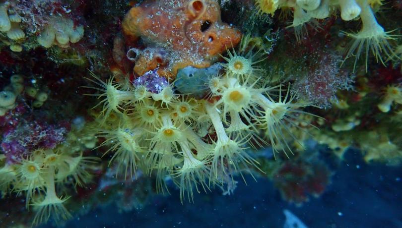 The ICHN wants to give more importance to marine environments from now on / Blanca Figuerola (ICM-CSIC) The ICHN wants to give more importance to marine environments from now on / Blanca Figuerola (ICM-CSIC)