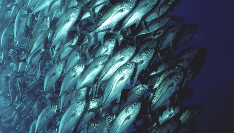 The training will provide tools to sustainably increase aquatic production / Unsplash