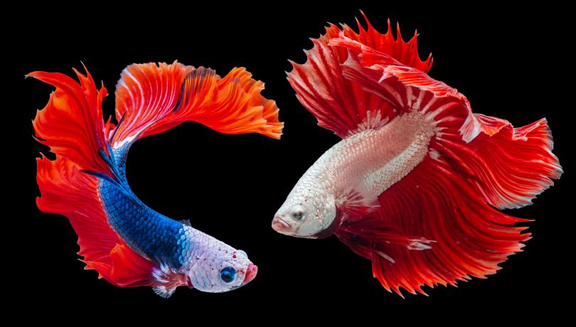Según el estudio, los genes implicados en los cambios epigenéticos de los peces durante la domesticación son los mismos que en el caso de los humanos / Worachat Sodsri (Unsplash).