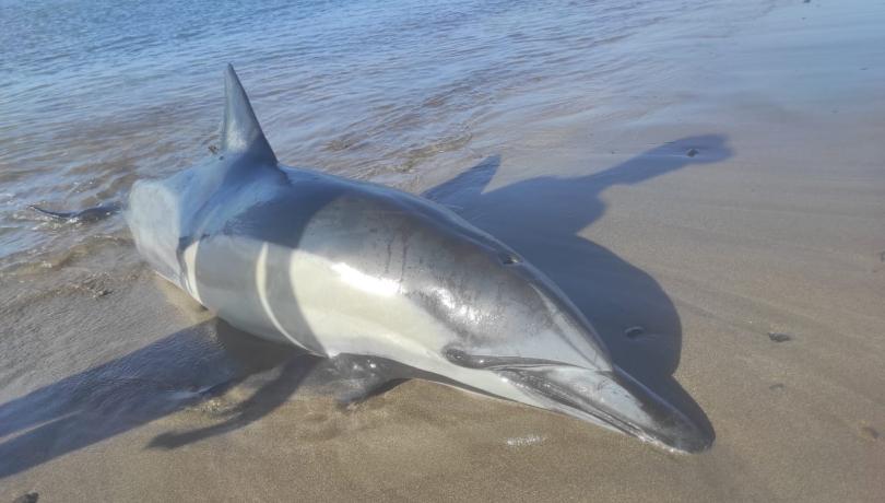 Dolphins are good indicators of large-scale changes in the ecosystem / Manuel Arbelo. Dolphins are good indicators of large-scale changes in the ecosystem / Manuel Arbelo.