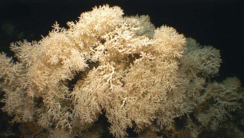 Cold-water coral reefs in the Mediterranean are mainly made up of the Madrepora oculata species / Cabliers reef - SHAKE Cruise SHAKE Cruise. Cold-water coral reefs in the Mediterranean are mainly made up of the Madrepora oculata species / Cabliers reef - SHAKE Cruise SHAKE Cruise.