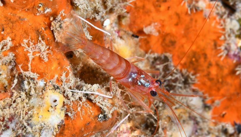 ANERIS and OCEAN CITIZEN represent large consortia that aim to coordinate and apply holistic approaches to the restoration and adaptation of marine ecosystems / Xavier Salvador (ICM-CSIC).
