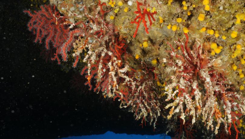 Marine heat waves associated with this crisis have caused and are causing massive mortality events throughout the basin / Joaquim Garrabou (ICM-CSIC).