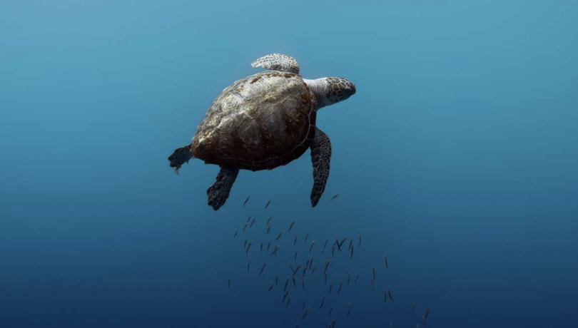 The report results show that, out of the 255 endangered species analyzed, only 76 have some kind of monitoring program / Enric Adrian Gener. The report results show that, out of the 255 endangered species analyzed, only 76 have some kind of monitoring program / Enric Adrian Gener.