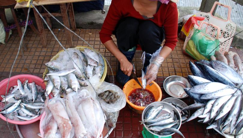 The report warns that foreign dependence is high, as the volume of fish caught in Catalonia does not reach 25% of the fish consumed / Miquel Ortega (ICM-CSIC).