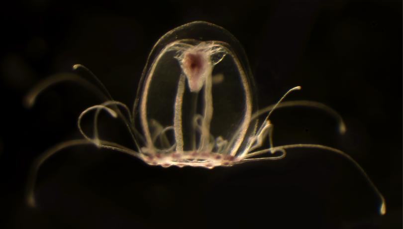 Quan arriben a l’estat adult, aquestes meduses són capaces de tornar enrere, convertint-se de nou en pòlip / ICM-CSIC. Quan arriben a l’estat adult, aquestes meduses són capaces de tornar enrere, convertint-se de nou en pòlip / ICM-CSIC.