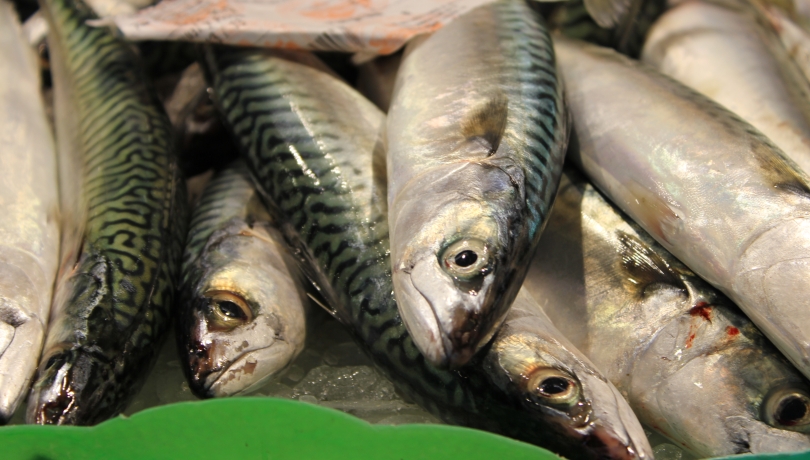 L'Omega-3 és també un excel·lent indicador de la condició o salut dels organismes marins / ICM-CSIC.