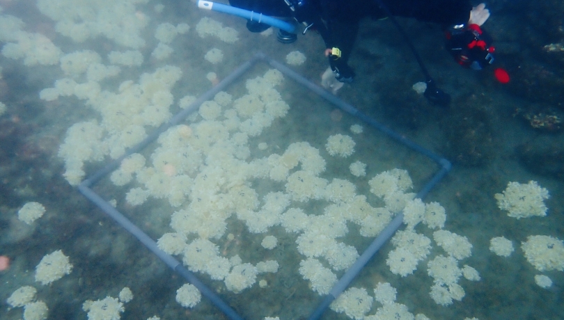  El registre d'aquesta espècie confirma que les condicions ambientals del Mediterrani occidental comencen a ser favorables per a espècies d'origen tropical / Alejandra Pérez.