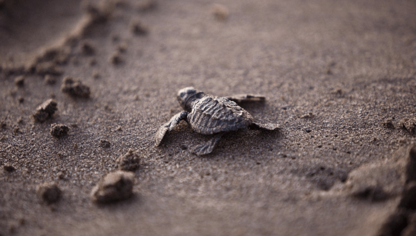 Scientists insist that although environmental challenges are global, the most effective responses often arise at the local level / Pixabay.