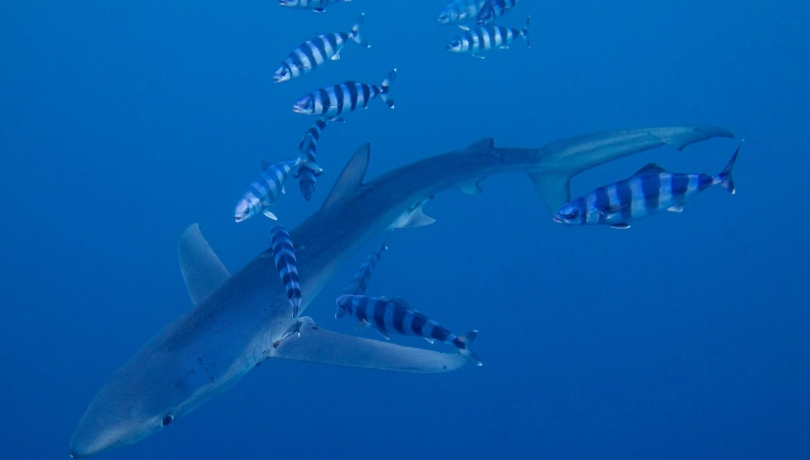 Changes in productivity due to climate change or fishing pressure could end up altering trophic relationships / David Jara.