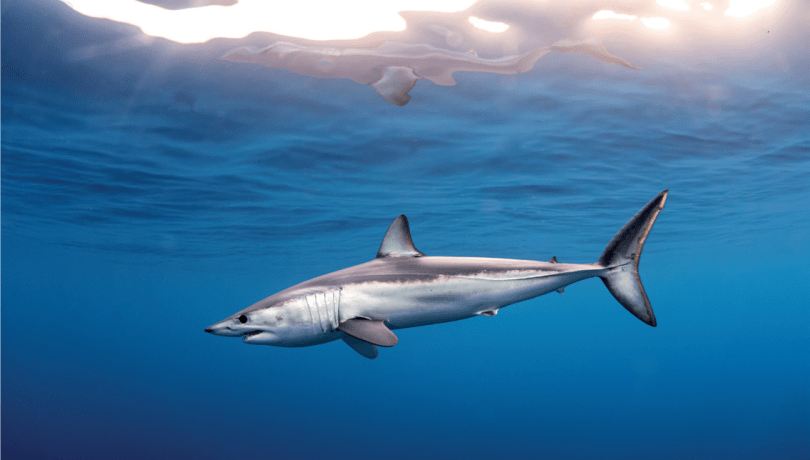 Recent research findings are helping to define priority areas for protection / CSIC Catarata.