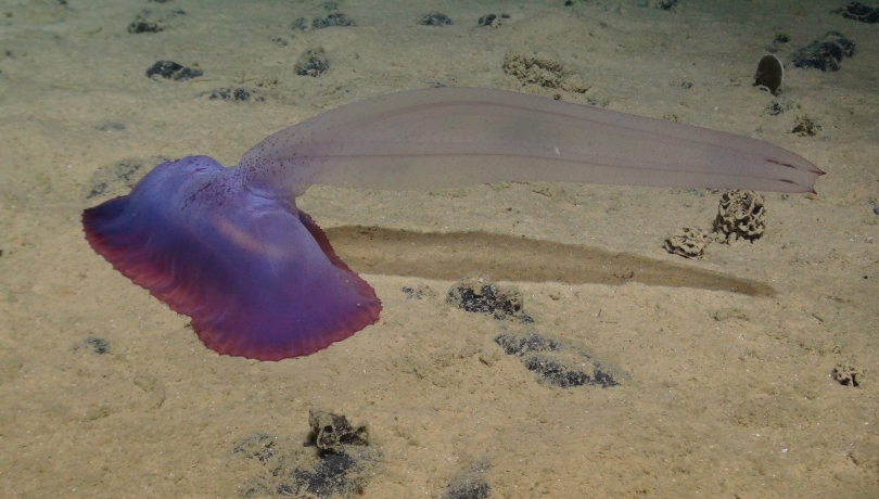 Los paisajes abisales, situados entre los 3.000 y los 6.000 metros de profundidad, ocupan más de un 50% de la superficie de la Tierra/ICM-CSIC.