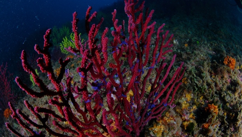 La reproducció sexual de la gorgònia vermella té lloc a la primavera, quan les colònies alliberen els gàmetes sexuals / Josep Clotas.