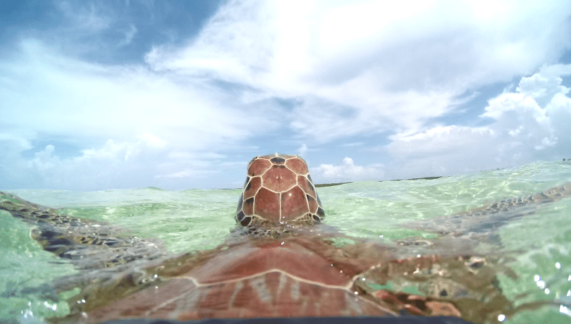 Las tortugas verdes están catalogadas como especie amenazada en muchas regiones / Nathan J. Robinson.