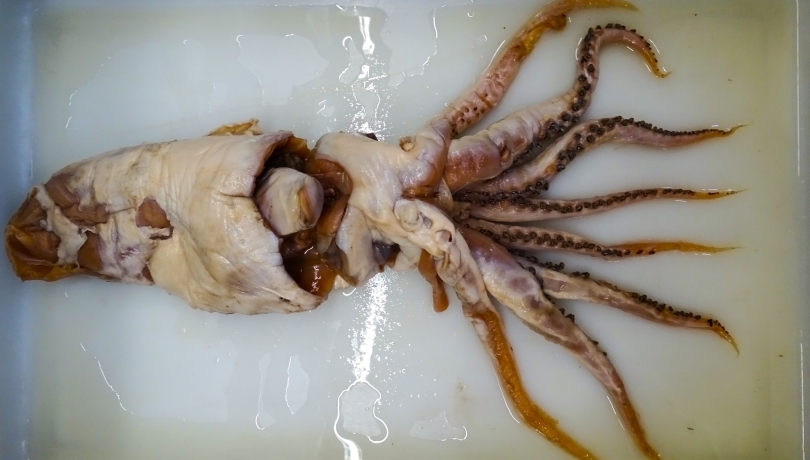 El ejemplar original en el que se ha basado la descripción actual se extrajo del contenido estomacal de un cachalote hace ahora 70 años / Fernando Ángel Fernández-Álvarez.