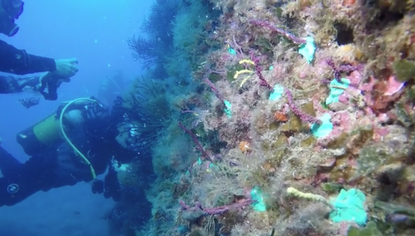 Resultats de l’acció pilot de restauració de gorgònies al Parc Natural del Montgrí, Illes Medes i Baix Ter