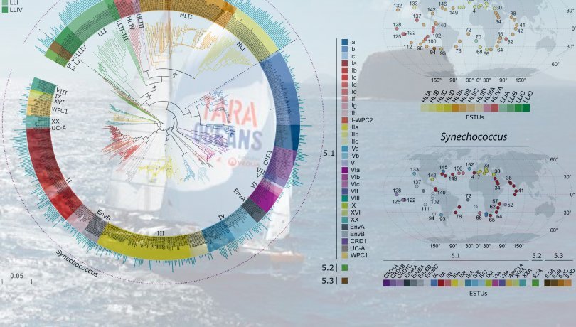 Un mapa global de cianobacterias define nuevas poblaciones de fitoplancton