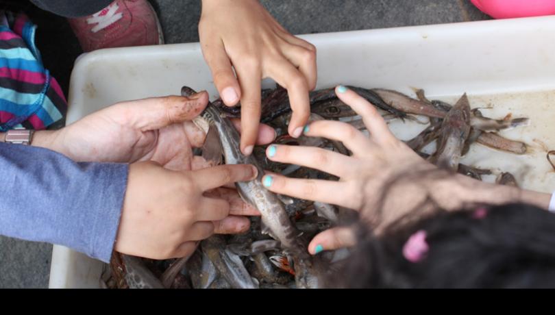 Los alumnos del Marquina tocan un pequeño tiburón, pescado a más de 500 metros de profundidad durante la pesca de la gamba