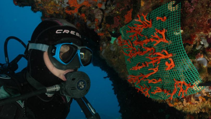 Un projecte europeu restaurarà hàbitats marins per recuperar la biodiversitat.