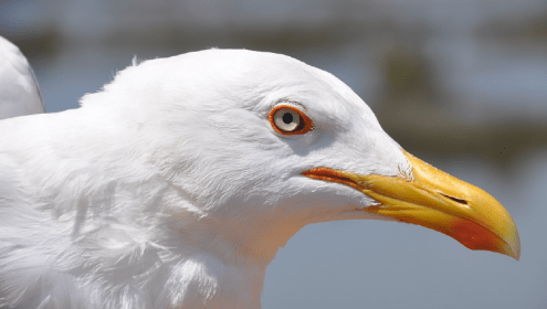 Yellow-legged gull /Larus michahellis/. Photo: Isabel Afán (EBD-CSIC)