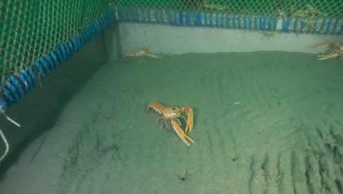 The observatory belongs to the European Marine Infrastructure EMSO  / ICM-CSIC