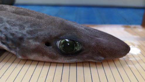 Many elasmobranch species are threatened to extinction, while others have already disappeared / ICM-CSIC