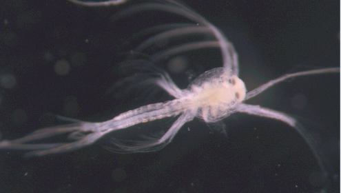 Red prawn larvae measure just over a millimeter.