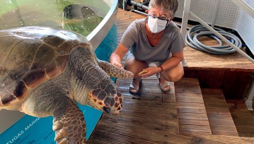 La investigadora Montserrat Solé al costat d’una tortuga babaua, una de les espècies amb les quals s'investiga els efectes dels plastificants en col·laboració amb l'Oceanogràfic de València. / Montserrat Solé (ICM-CSIC)