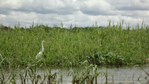 The Amazon River is a major carbon link between terrestrial and marine ecosystems / Danyelle Toyama (UFSCar)