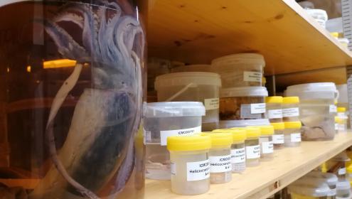 Specimens of CBRs are used to perform morphological, genetic, and molecular studies.