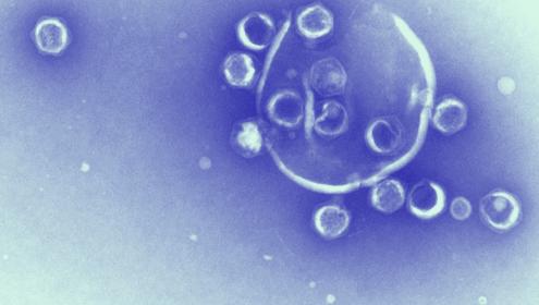 Viruses are the most abundant biological units on earth  / Yaiza M. Castillo