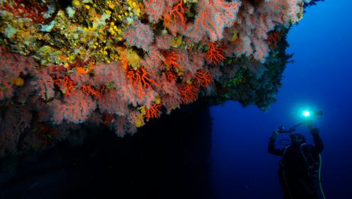 The Mediterranean is home to 10% of the marine species known worldwide / Joaquim Garrabou (ICM-CSIC)