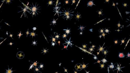 Micro-organisms from rivers, the coast, the open ocean and marine sediments are the ones that sustain life on Earth / Christian & Noé Sardet (Fondation Tara Océan)