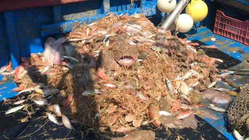 Many species are discarded by trawling in crinoid habitats. / ICM-CSIC