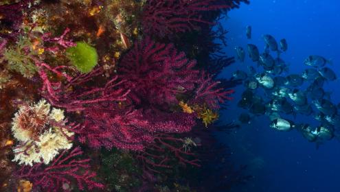 More than 1,600 species can live in these coralligenous assemblages / Joaquim Garrabou (ICM-CSIC)