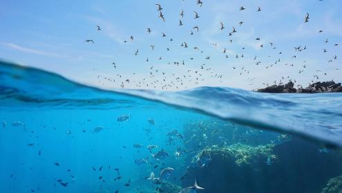 The biomass of predator species like sharks could increase by up to 45% / Shutterstock
