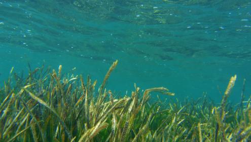 The study analyses temperature and salinity data obtained over the last 24 years / Cristina Linares