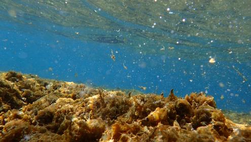 Image of the Ostreopsis bloom covering the seabed / Cecile Jauzein
