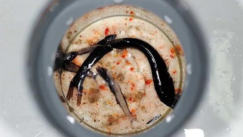 The study reveals that marine microbes also have a great influence on higher organisms in the marine food chain / Antonio Bode (IEO)
