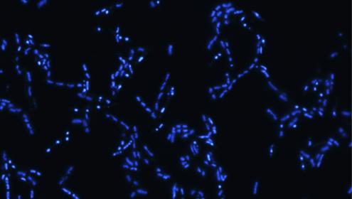 Deep ocean microorganisms play a key role in the planet’s biogeochemical cycles / ICM-CSIC
