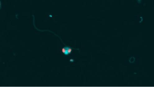These predators recycle nutrients that will be used by the higher levels of marine food webs / ICM-CSIC