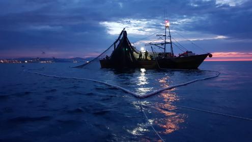 Alterations in collective behaviour caused by fishing may affect many species / Susana L. Díez González y José Palacios