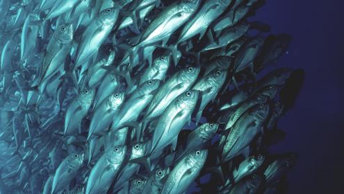The training will provide tools to sustainably increase aquatic production / Unsplash