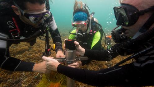 Seabed sediment samples provide valuable information on reef history / Sean Mattson (STRI).