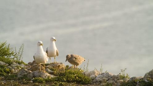 The yellow-legged gull is a species with a high capacity to adapt to habitats transformed by human action / Raúl Ramos, UB-IRBio.