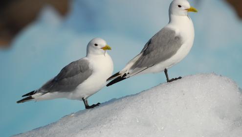 These seabirds forage preferentially at sea ice edges / Sébastien Descamps (NPI).