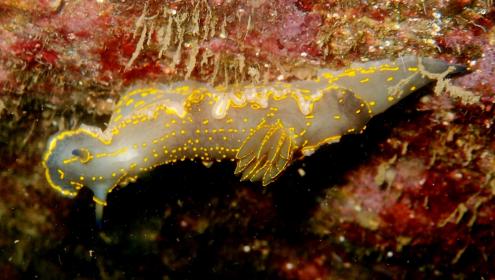 The sea slug Felimare picta / Manuel Ballesteros (UB)
