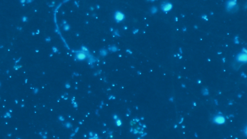 Marine microorganisms play a key role in the regulation and maintenance of life-sustaining biogeochemical cycles on Earth / Clara Ruiz (ICM-CSIC).